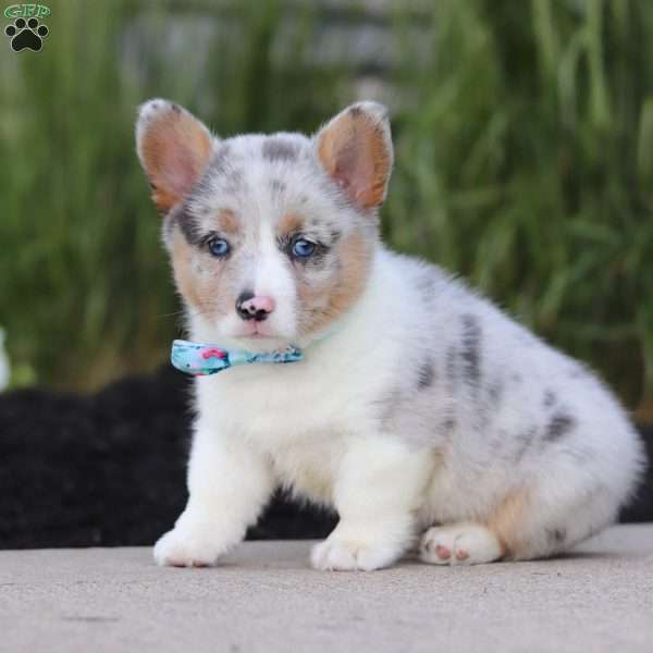 Drew, Pembroke Welsh Corgi Puppy